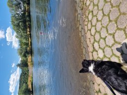 Mainschwimmen Juni 2026
